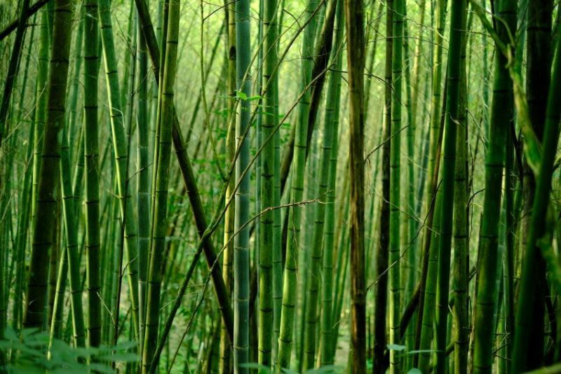 Young Bamboos