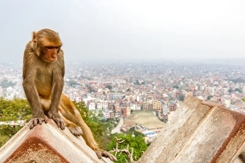 Monkey on a Roof in a City