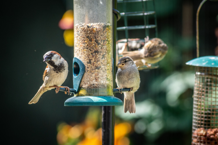 House sparrows eating at bird feeder in backyard garden