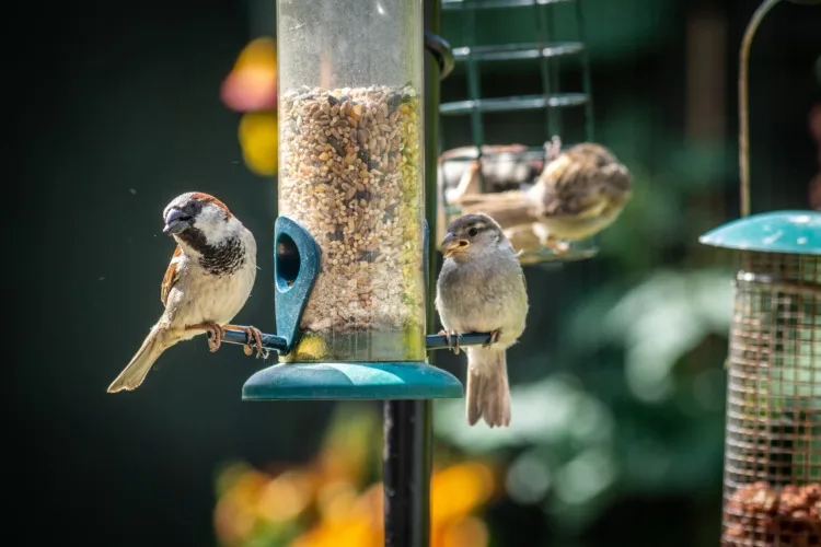 Earth Day Checklist: 21 Things to Do on This Day 10 House sparrows eating at bird feeder in backyard garden