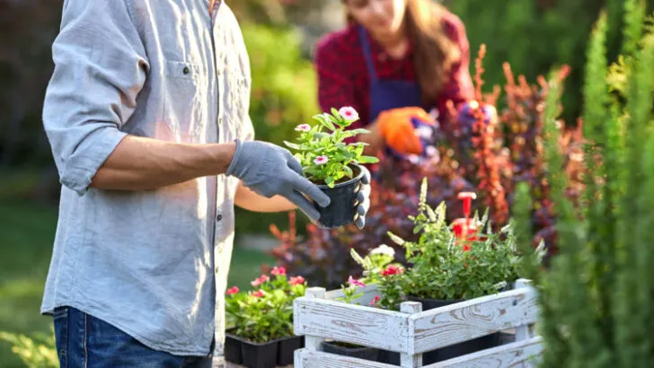 Guy gardener in garden gloves puts the pots with seedlings in the white wooden box on the table and a girl prunes plants