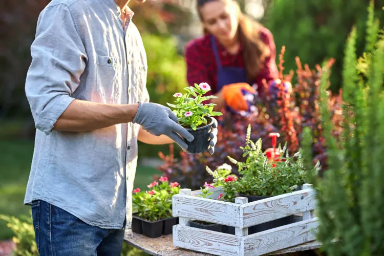 Guy gardener in garden gloves puts the pots with seedlings in the white wooden box on the table and a girl prunes plants