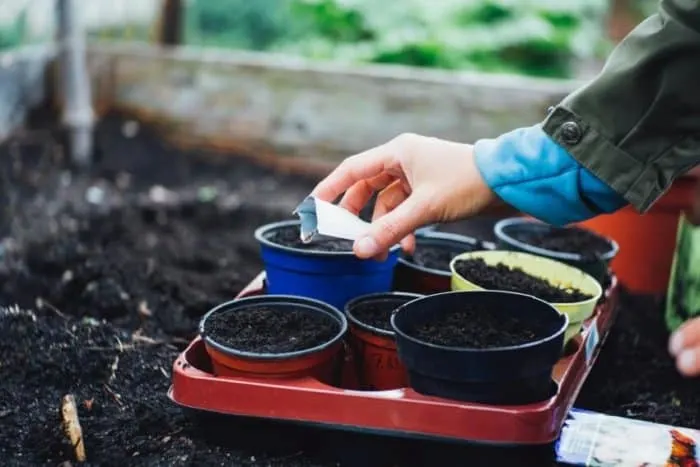 How to Grow Vegetables Year Round in a Greenhouse 6 Putting Seeds on Pots