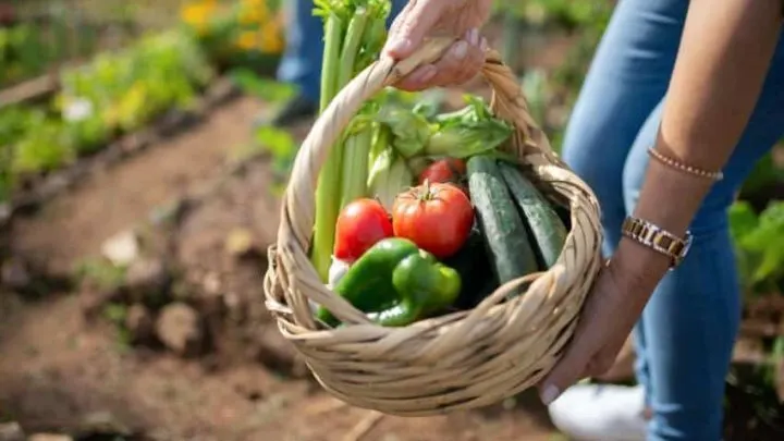 Holding a Basket of Vegetables