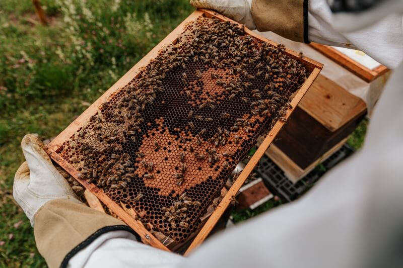 Beekeeper Holding a Beehive