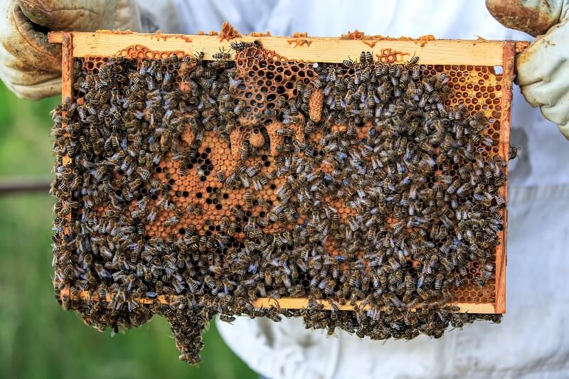 Beekeeper Showing a Bee Filled Hive