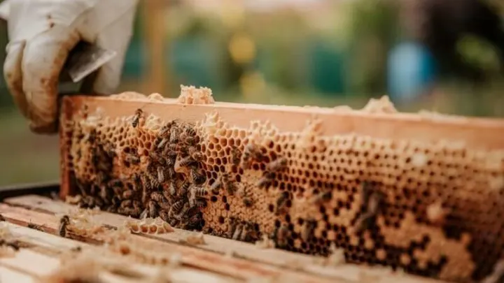 Beekeeper Taking Out a Beehive