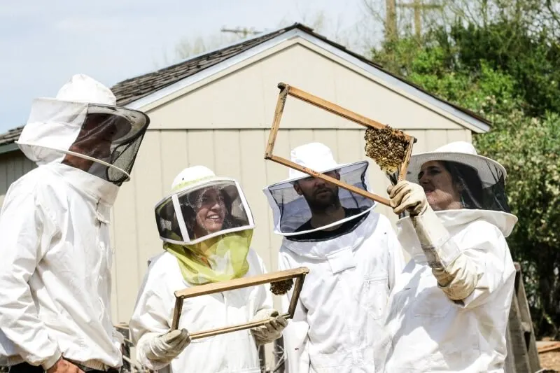 Beekeepers Monitoring Beehives