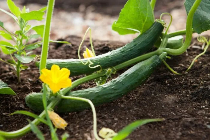 How to Grow Vegetables Year Round in a Greenhouse 18 Cucumber Plant