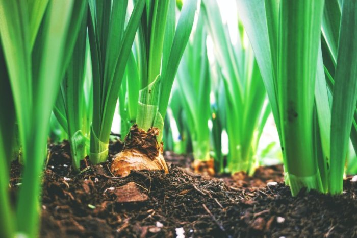 Green Onion Plant