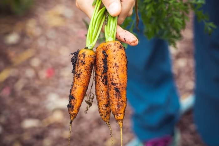 Person Holding Freshly Harvested Carrots