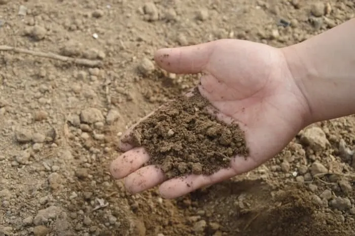 How to Grow Vegetables Year Round in a Greenhouse 5 Holding Soil