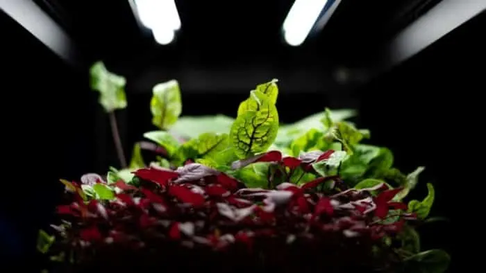 Plants Under a Light