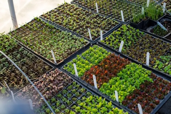 Plants in a Greenhouse