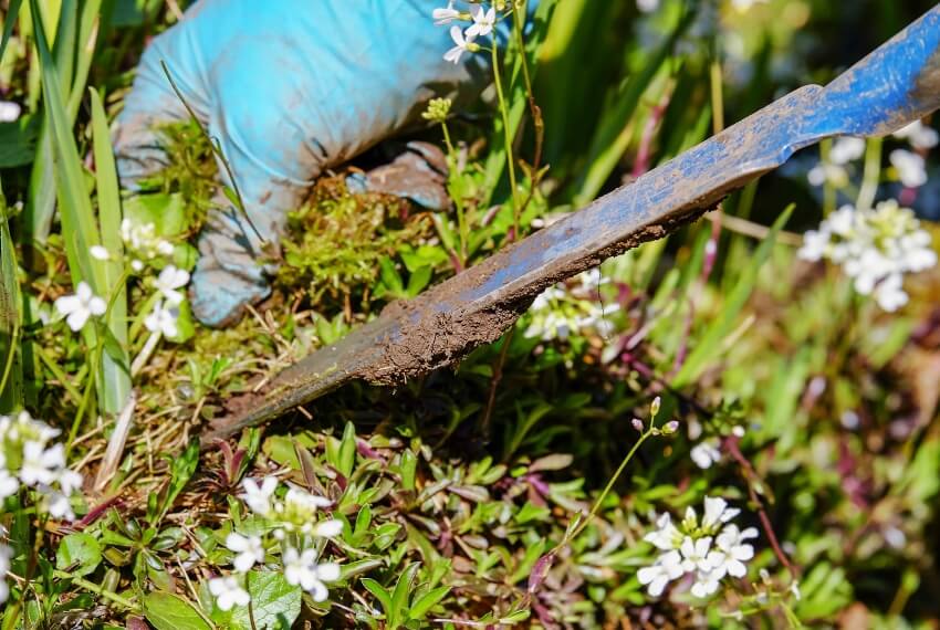 Removing Weeds