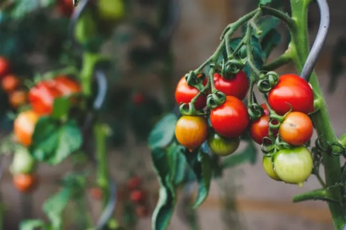 Tomato Plant