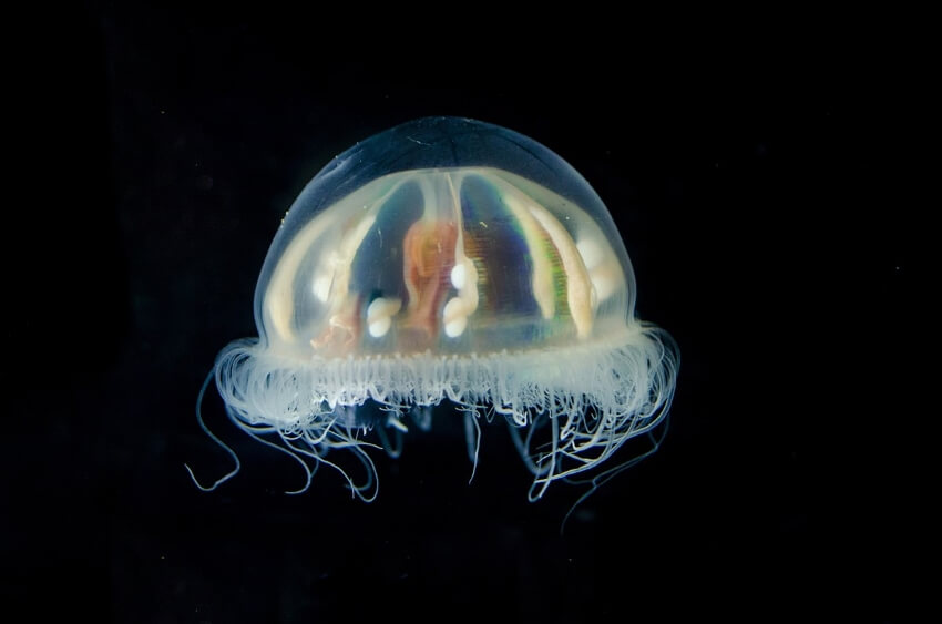 Benthocodon Jelly