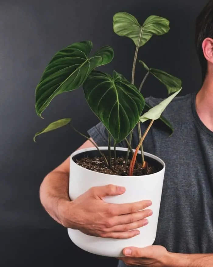 Man Carrying a Pot of Plant