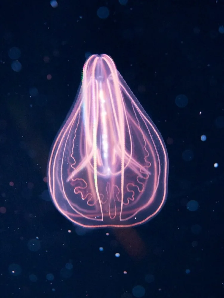 Comb Jelly