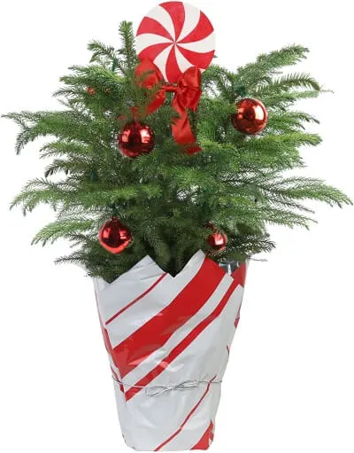 10 Sustainable Christmas Trees for the Holiday Season 7 Pine Tree Leaves in a Cone
