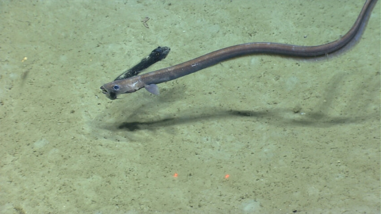 Deep-Sea Dragonfish