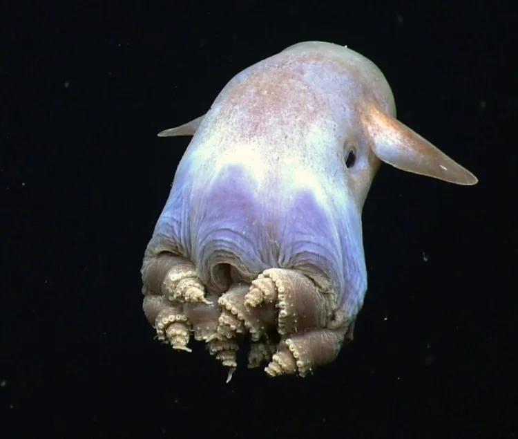 What Lives In The Deepest Part of the Ocean? 7 Incredible Mariana Trench Animals What Lives In The Deepest Part of the Ocean? 7 Incredible Mariana Trench Animals