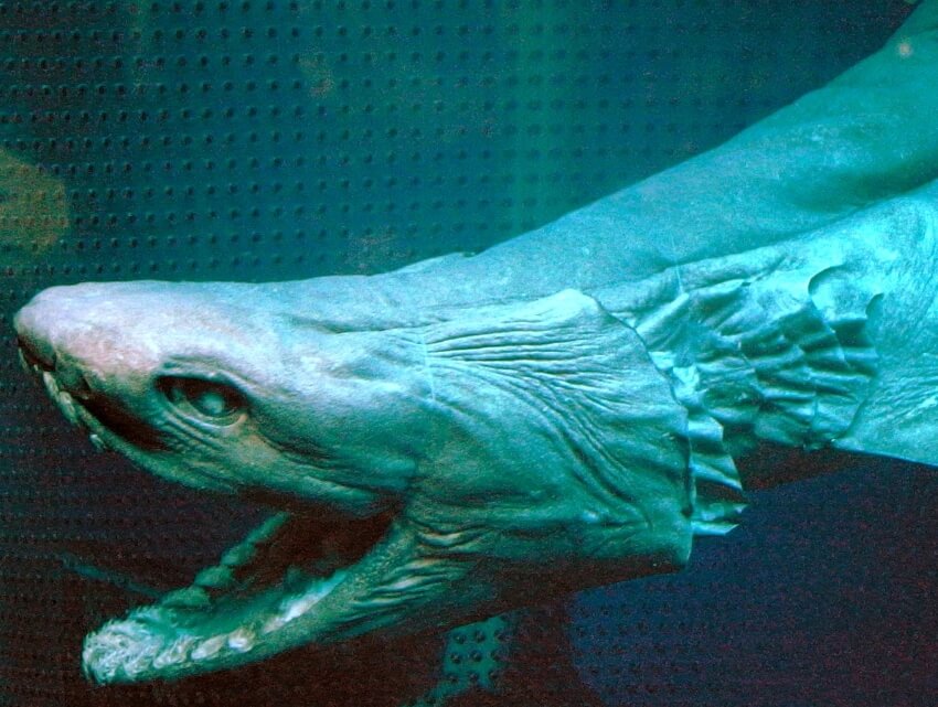 Head of a Frilled Shark