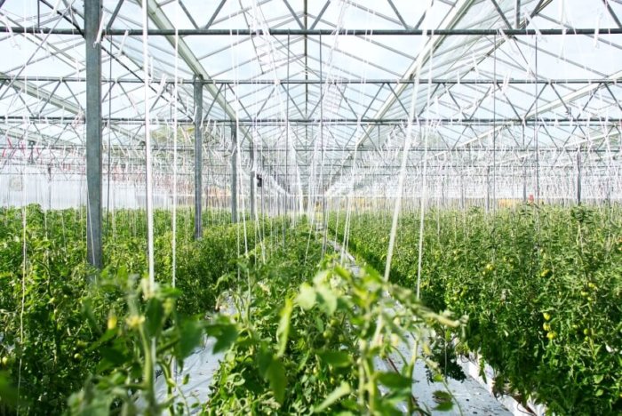 Greenhouse Filled with Plants