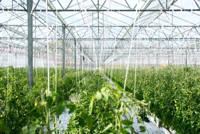 10 Different Types of Greenhouses | Structures and Designs 11 Greenhouse Filled with Plants