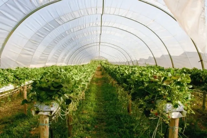 Greenhouse with plastic sheet