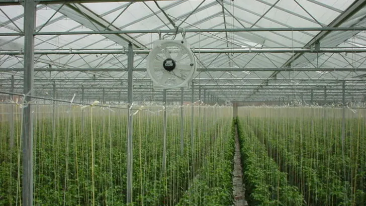 greenhouse fan suspended above