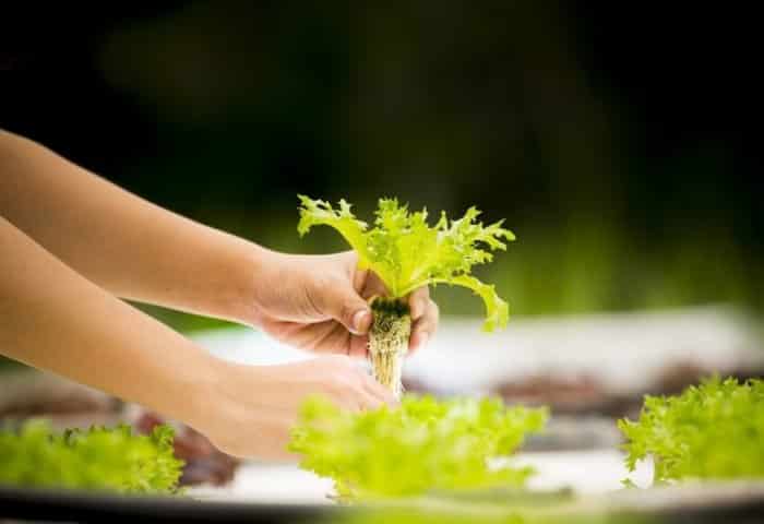 Harvesting a Lettuce from Hydroponics Gardening