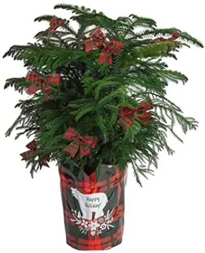 10 Sustainable Christmas Trees for the Holiday Season 8 Pine Leaves with Ribbons on a Pot
