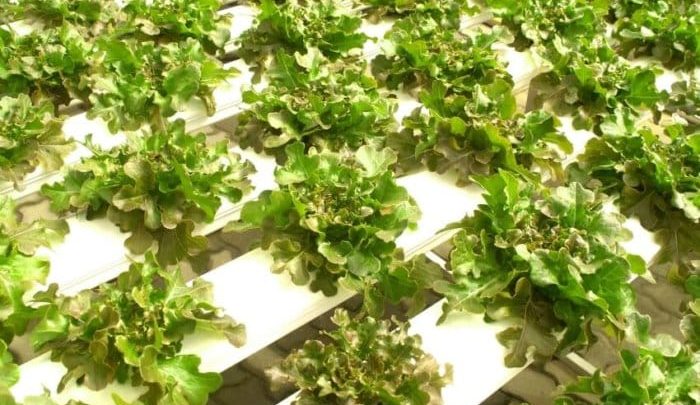 Lettuce Growing in a Hydroponics Gardening