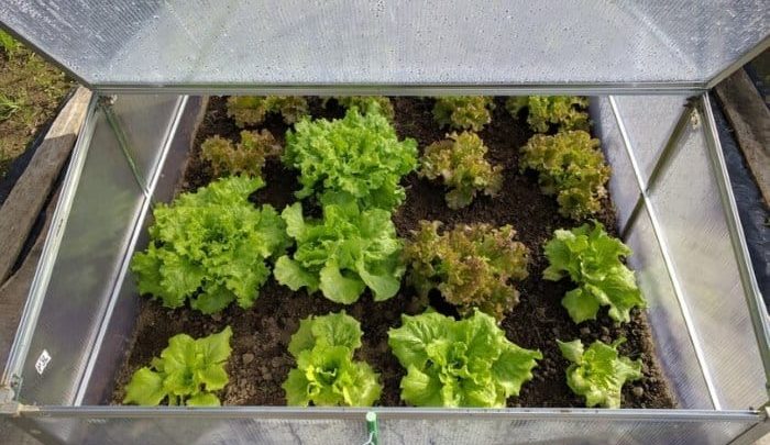 Growing Lettuce in a Portable Greenhouse