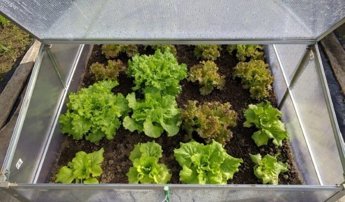 13 Best Portable Greenhouses to Buy Today 7 13 Best Portable Greenhouses to Buy Today