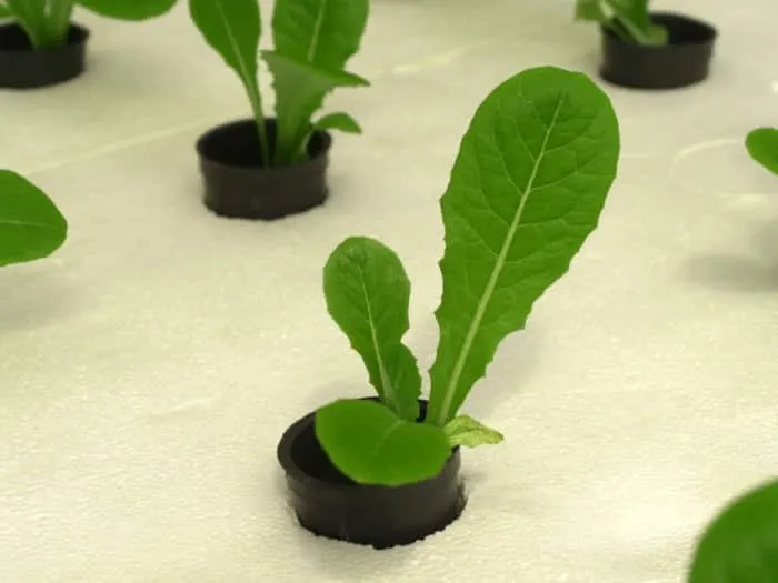 How to Build a Hydroponic Greenhouse 3 Growing Lettuce on a tube