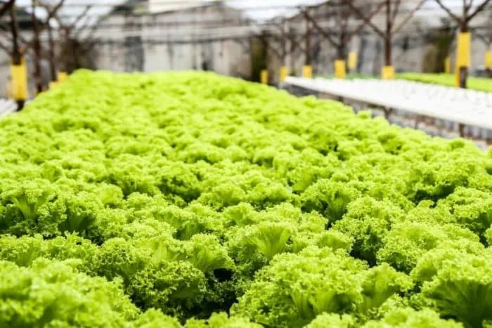 How to Build a Hydroponic Greenhouse 8 Growing Lettuce in a Hydroponics Greenhouse