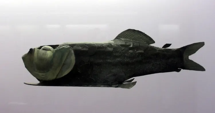 What Lives In The Deepest Part of the Ocean? 7 Incredible Mariana Trench Animals 1 Model of a Barreleye Fish