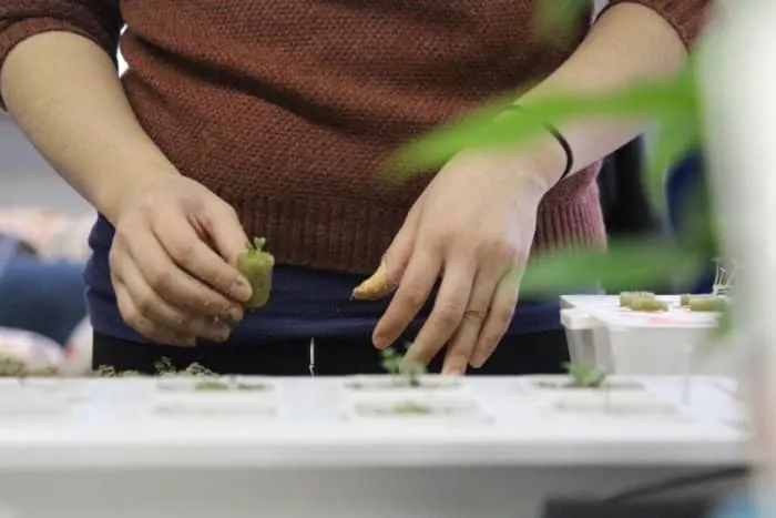 How to Build a Hydroponic Greenhouse 5 Man Planting Seedlings