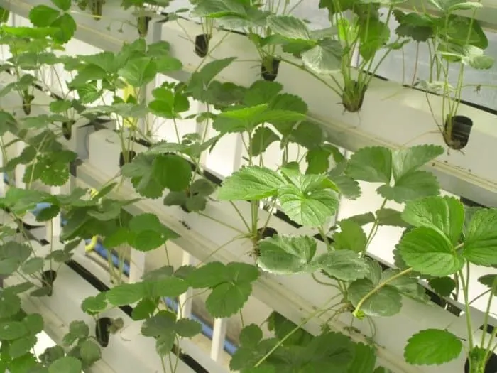 Healthy Green Plants Growing from a Tube