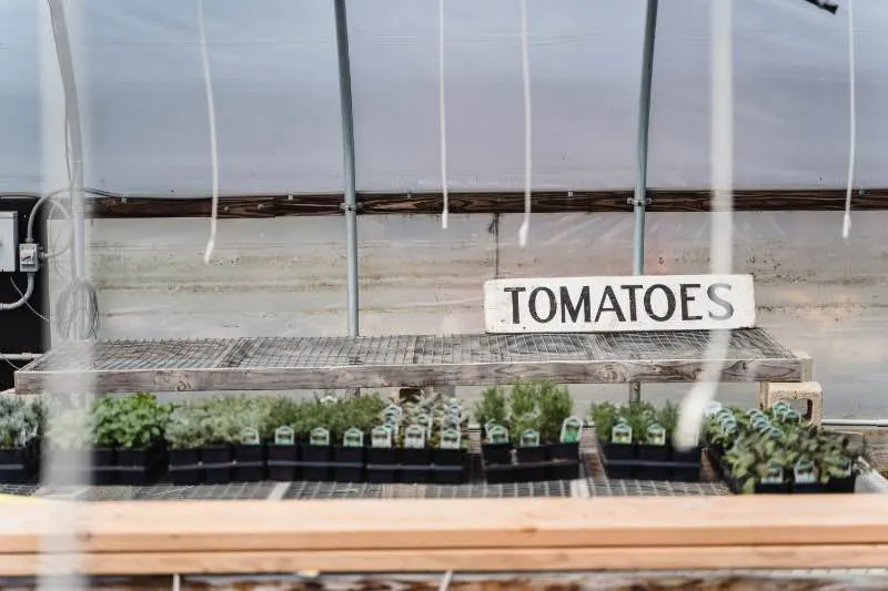 Potted tomatoes growing in a pop-up greenhouse