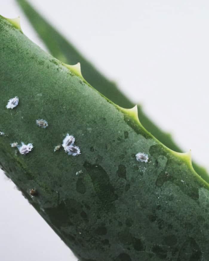 Aloe Vera Plant with Tiny Bugs