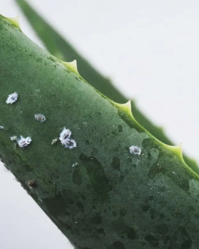 How to Build a Hydroponic Greenhouse 7 Aloe Vera Plant with Tiny Bugs