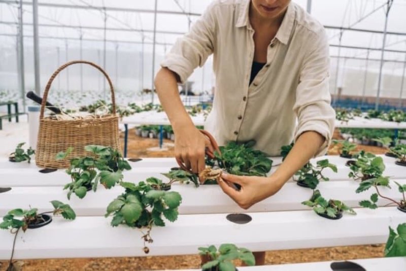 Woman planting green vegetables