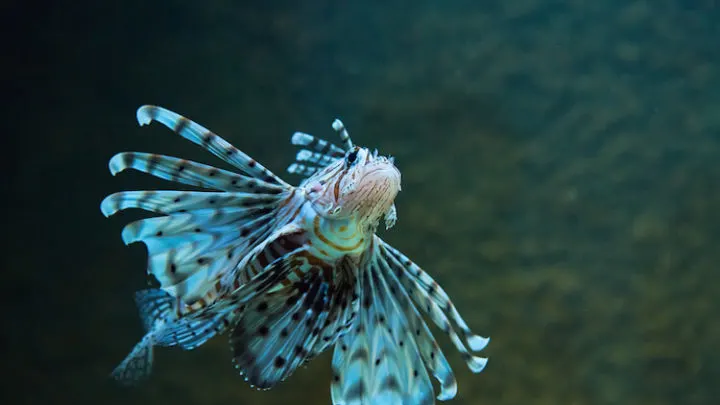 Sea Fish in the Deep Sea