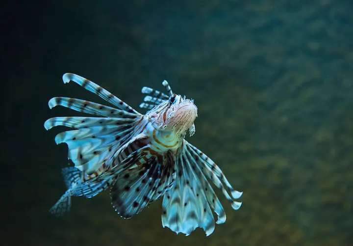 Sea Fish in the Deep Sea