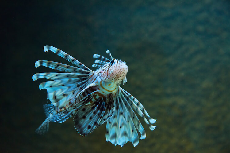 What Lives In The Deepest Part of the Ocean? 7 Incredible Mariana Trench Animals What Lives In The Deepest Part of the Ocean? 7 Incredible Mariana Trench Animals