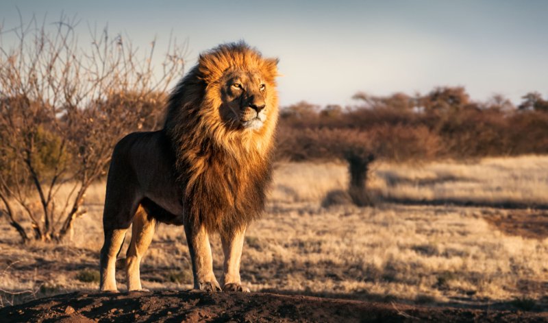 Single lion standing on a small hill