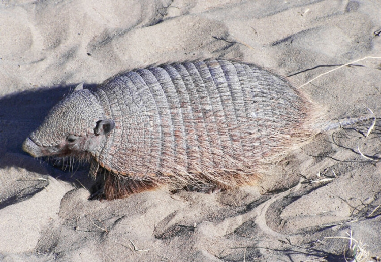 Hairy Armadillo